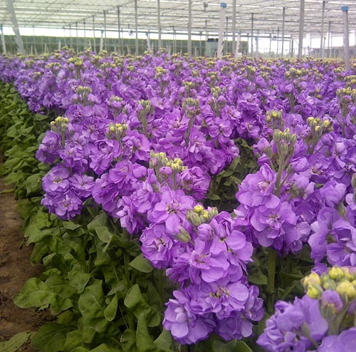 We crop a wide range of scented stocks