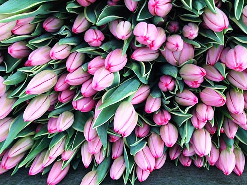 We grow and deliver millions of tulip stems every year